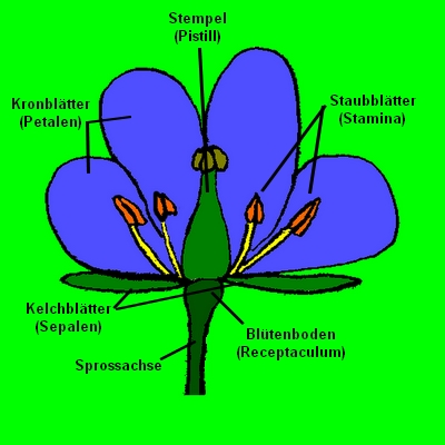 Zusammensetzung Mit Blatt Des Weißbuches, Der Farben, Der Bürsten