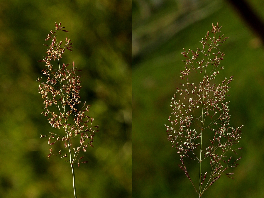 kirschlorbeer mit blaukorn düngen Purgrün Portugiesischer-Kirschlorbeer-Dünger 1 Liter main image 1