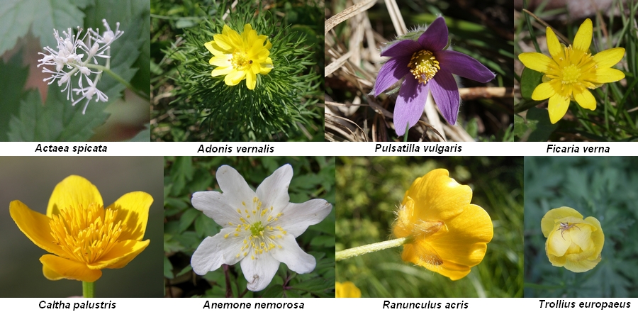 Hahnenfußgewächse (Ranunculaceae)